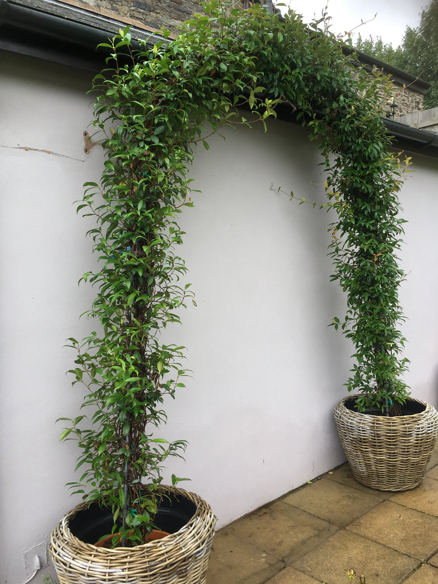 Jasmine Arch Fusspots