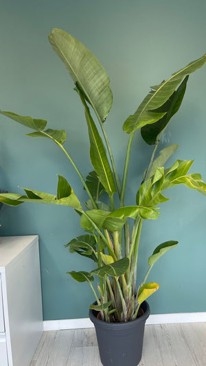 Strelitzia Nicolai