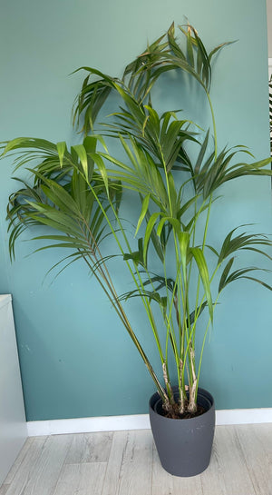 Howea Forsteriana 180cm