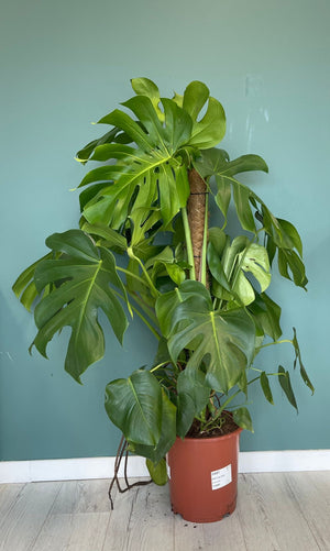 Monstera Deliciosa
