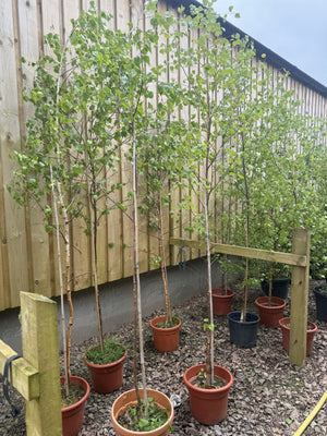Silver Birch Trees