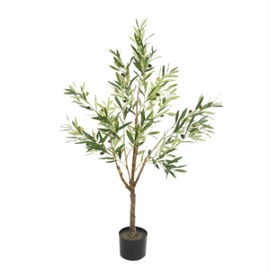 Olive Tree in Pots 120cm
