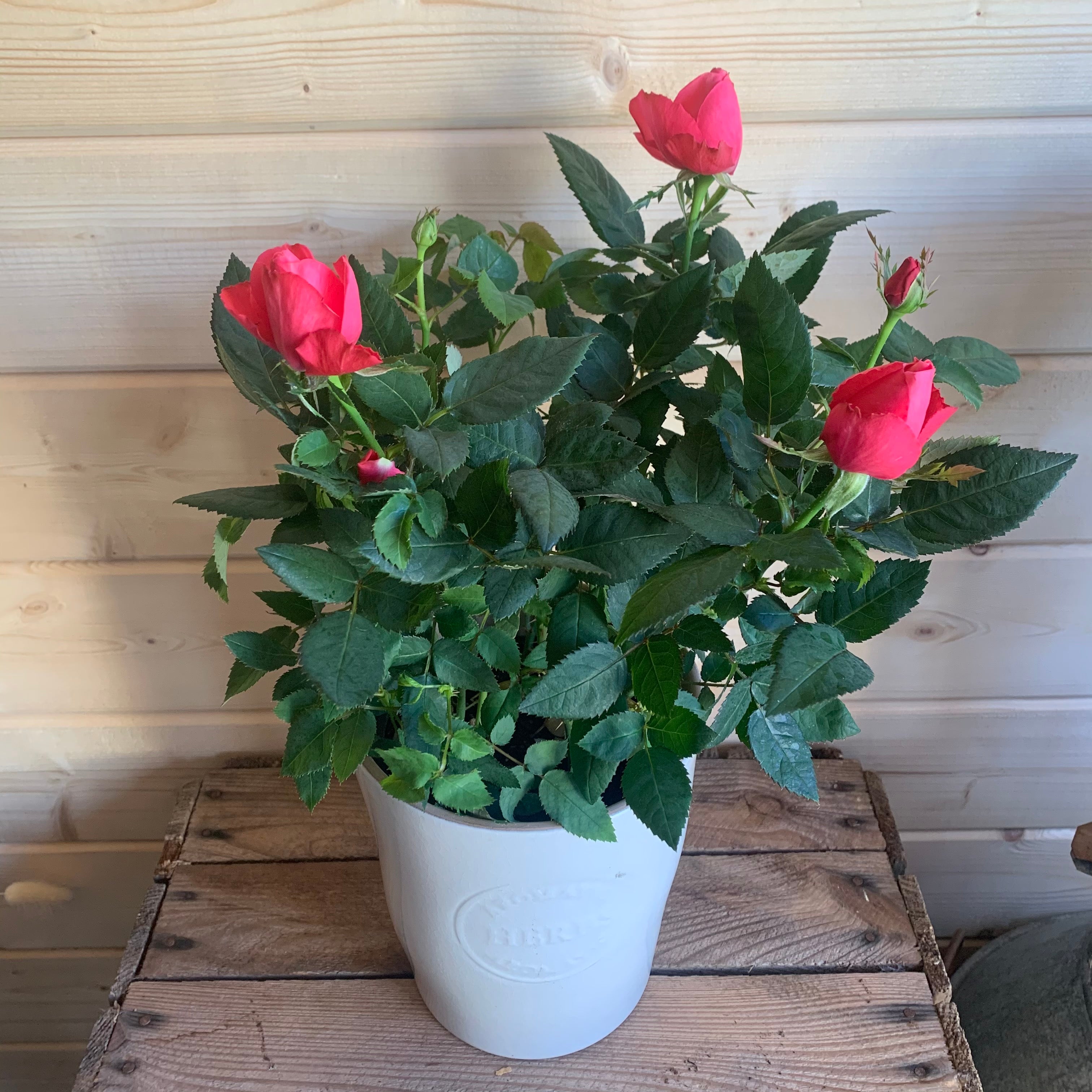 rose plant inside house Indoor Rose plant – Fusspots