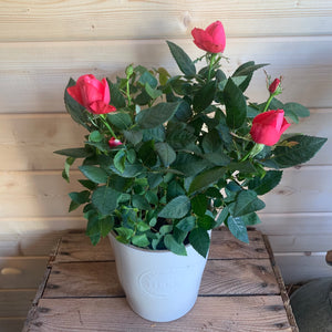 Indoor Rose plant