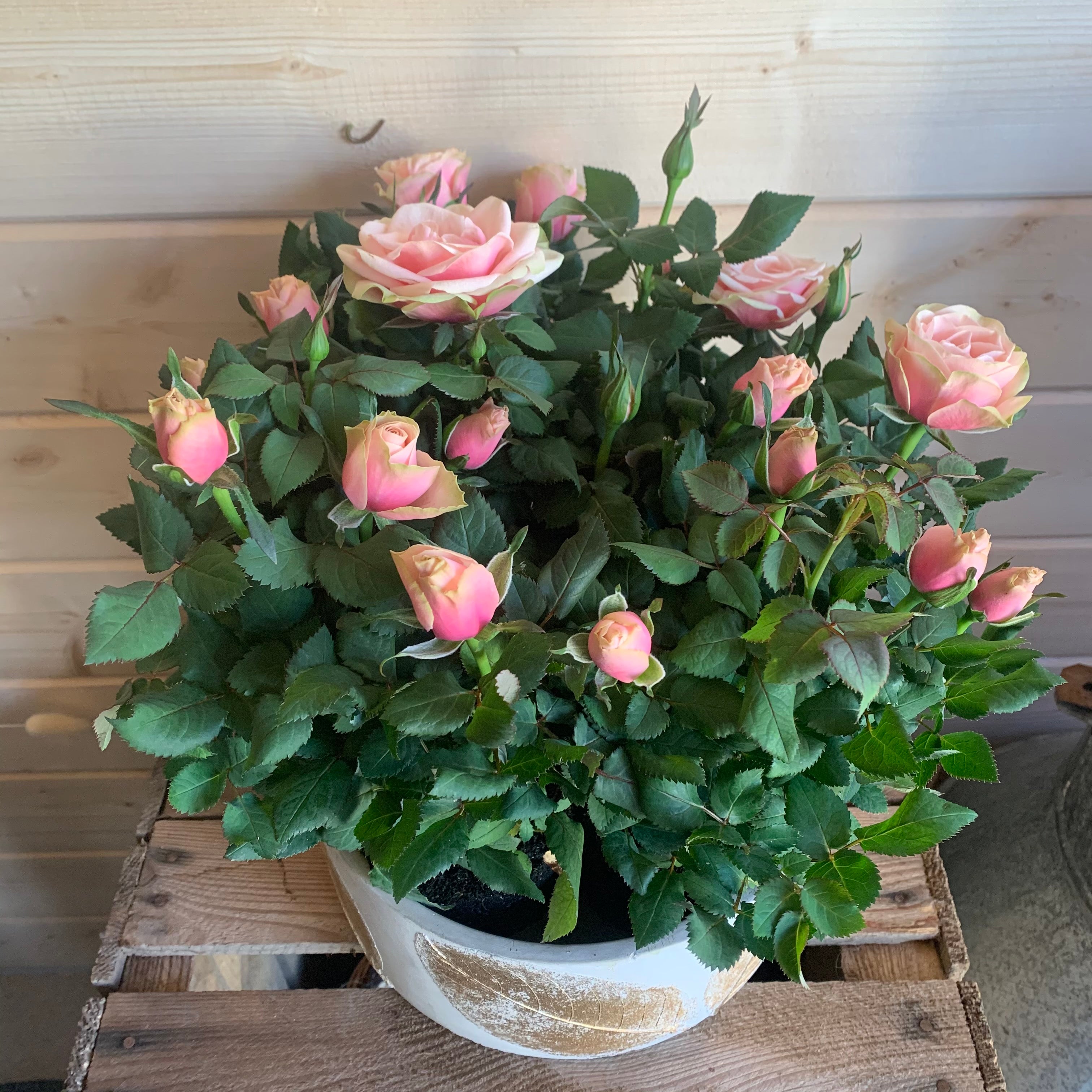 Large deluxe potted Rose
